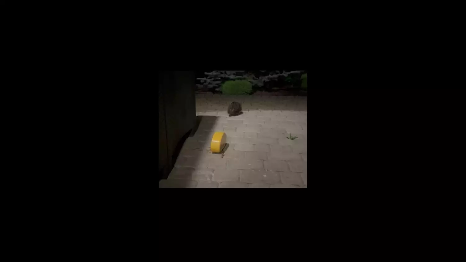 jez-zrobiony.mp4