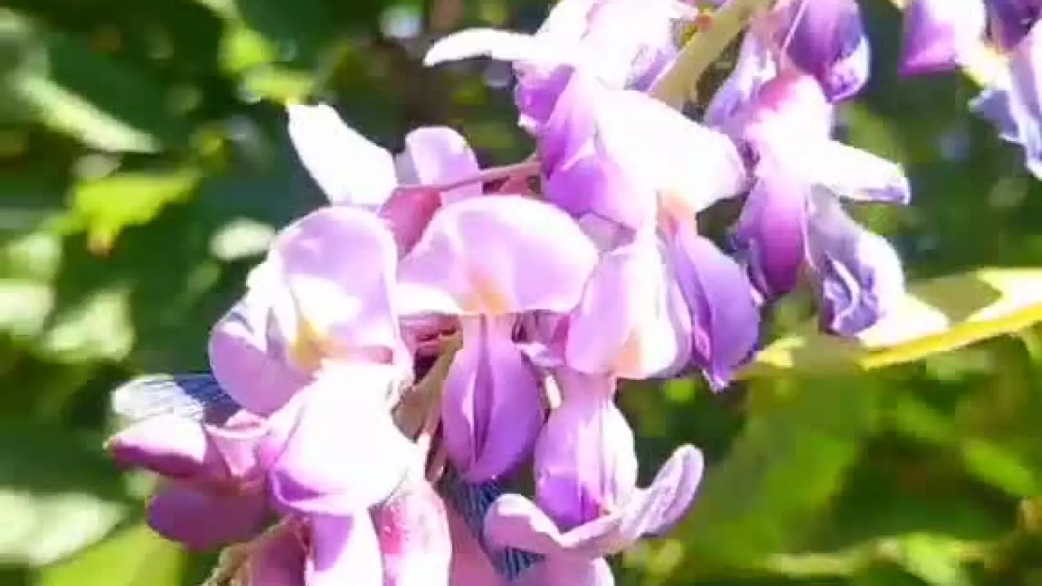 541847334-24437457612531157-6180784406077911146-n.mp4