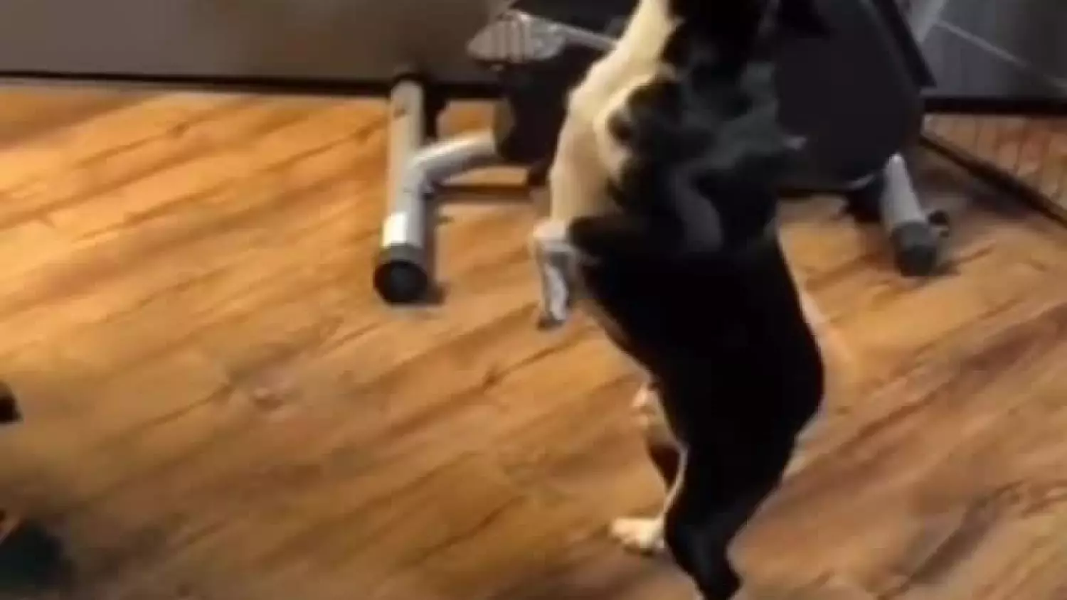 niunia-pies-do-adopcji.mp4