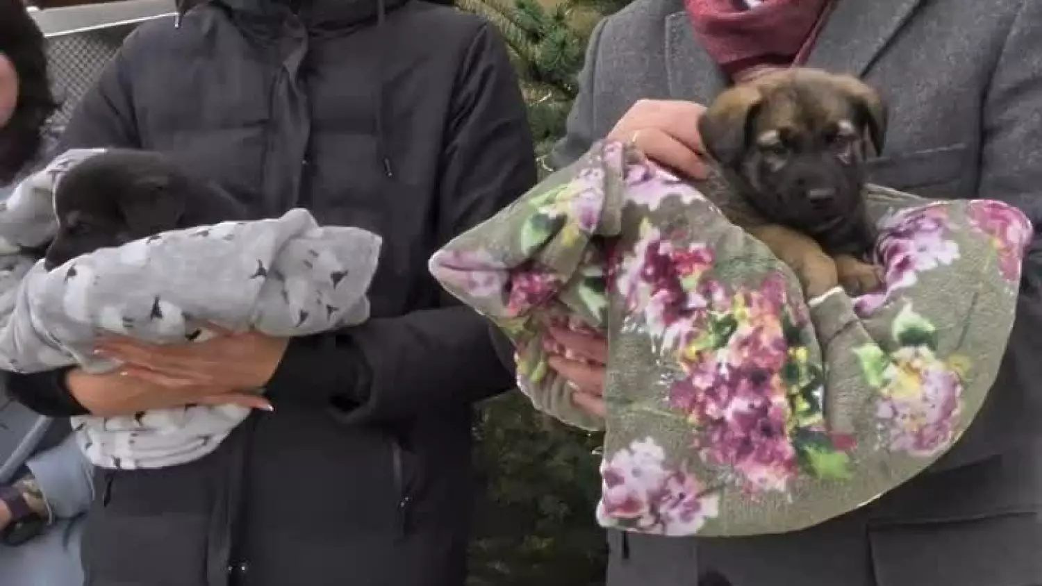 kalendarz-schronisko.mp4