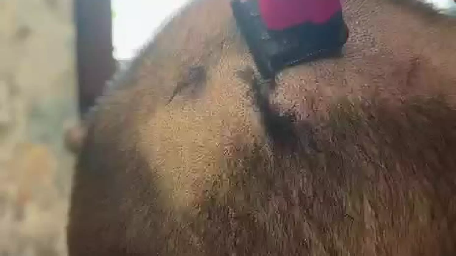 vid-20260430-wa0014.mp4