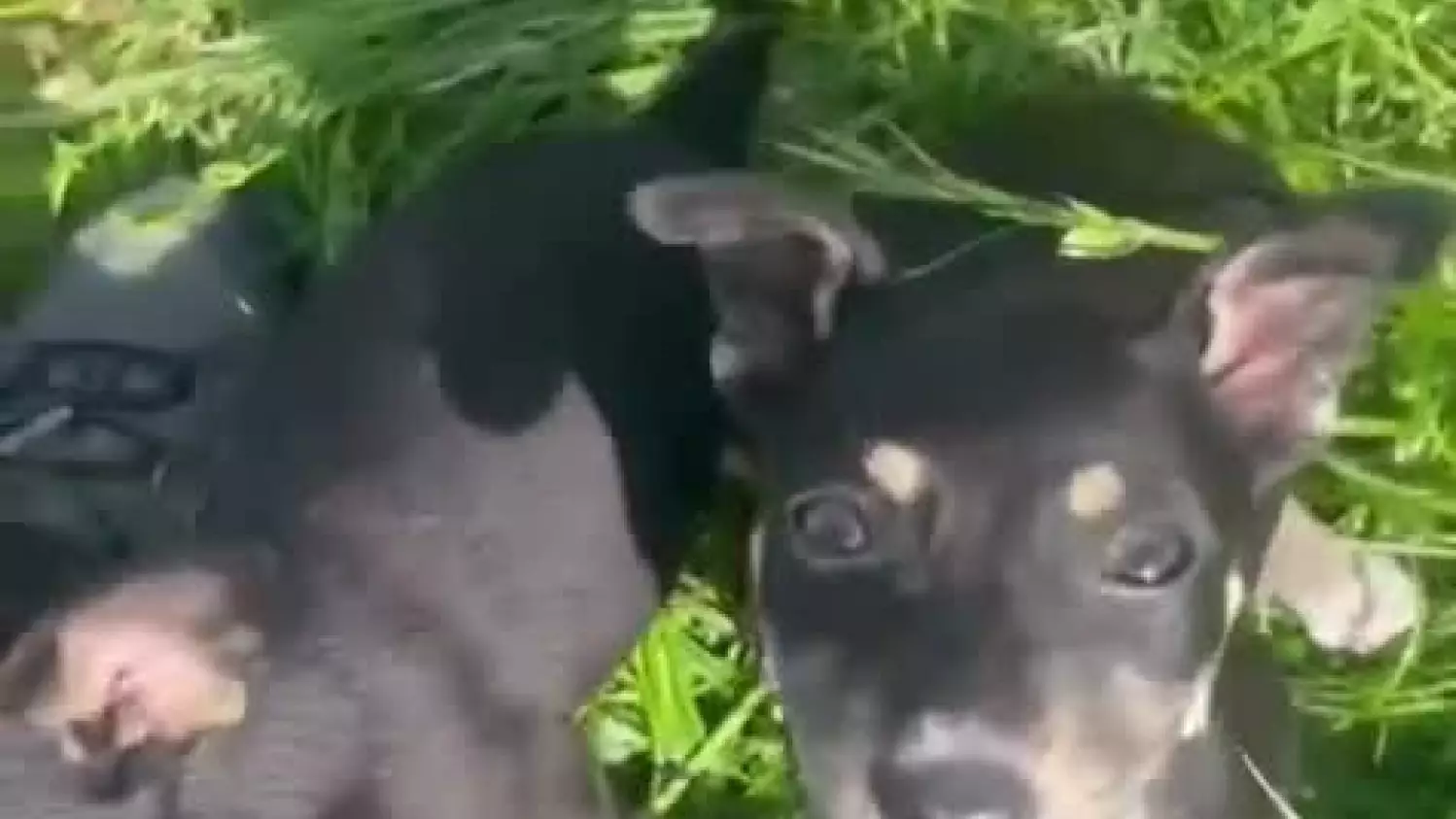 maluchy.mp4